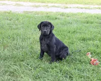 AKC Shawn, a male Labrador Retriever for sale in Syracuse, IN – 3 of 10