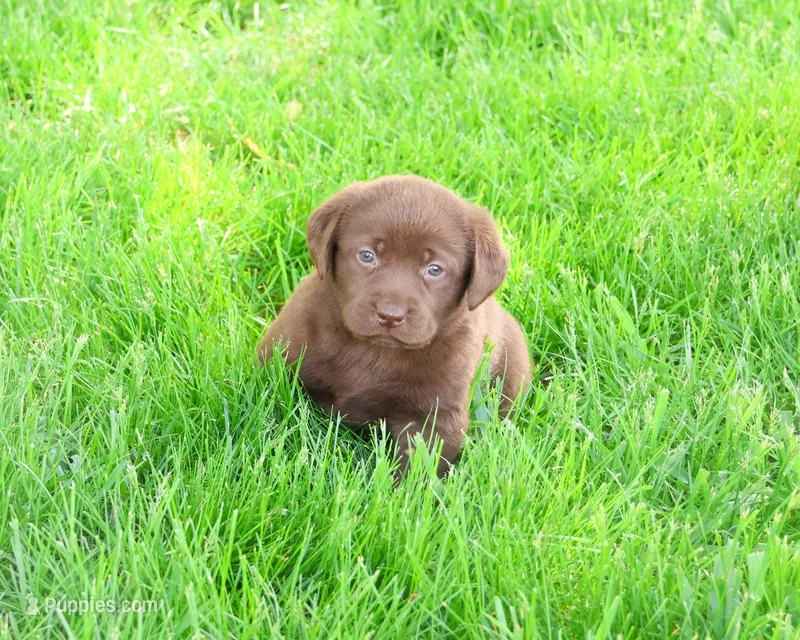 AKC Myra  – Labrador Retriever puppy for sale in Syracuse, IN