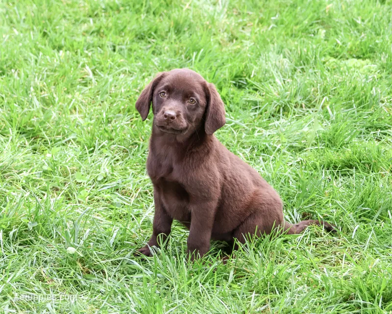 AKC Marie – Labrador Retriever puppy for sale in Syracuse, IN