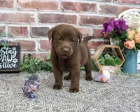 AKC Nutella, a female Labrador Retriever for sale in Syracuse, IN – 2 of 4