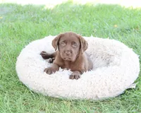 AKC Mirabel, a female Labrador Retriever for sale in Syracuse, IN – 4 of 5