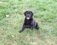 AKC Brooke, a female Labrador Retriever for sale in Syracuse, IN – 5 of 10