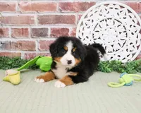 AKC Honor, a male Bernese Mountain Dog for sale in Syracuse, IN – 4 of 6