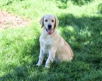AKC Gilbert, a male Golden Retriever for sale in Syracuse, IN – 2 of 10