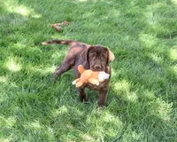 AKC Samuel , a male Labrador Retriever for sale in Syracuse, IN – 5 of 10