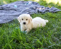 AKC Oak, a male English Cream Golden Retriever for sale in Syracuse, IN – 2 of 7
