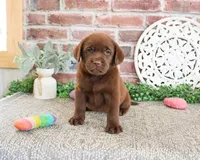 AKC Lillian, a female Labrador Retriever for sale in Syracuse, IN – 3 of 5
