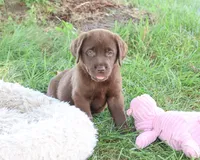 AKC Mirabel, a female Labrador Retriever for sale in Syracuse, IN – 2 of 5