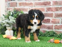 processed/2bb3ca4a-ce9f-432e-b141-8b0fc573c641/listing/1679b14c-38e5-4714-b714-04ae082a4450/ff6714c3-6010-4657-a82a-6811187c42f4