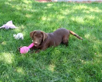 AKC Coco, a female Labrador Retriever for sale in Syracuse, IN – 4 of 10