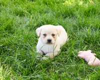AKC Silvermist , a female Labrador Retriever for sale in Syracuse, IN – 2 of 8