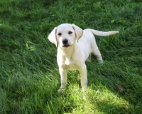 AKC Rosco, a male Labrador Retriever for sale in Syracuse, IN – 4 of 5