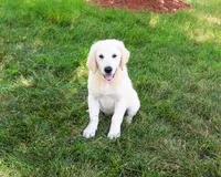 AKC Cecily, a female English Cream Golden Retriever for sale in Syracuse, IN – 2 of 10