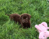 AKC Mabel, a female Labrador Retriever for sale in Syracuse, IN – 5 of 5