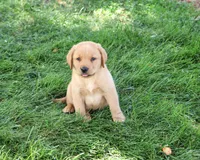 AKC Cooper, a male Labrador Retriever for sale in Syracuse, IN – 9 of 9