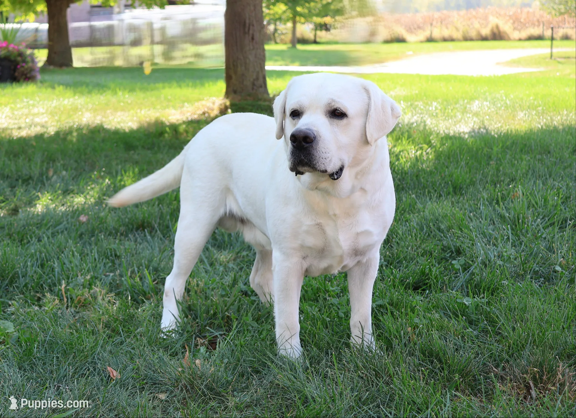 AKC Wanda, a female Labrador Retriever for sale in Syracuse, IN – 8 of 8