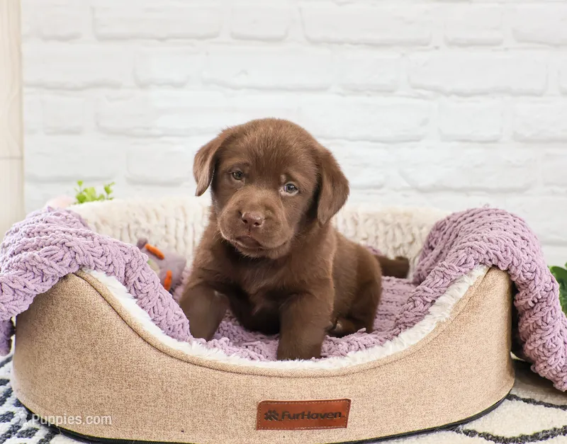 AKC Skye – Labrador Retriever puppy for sale in Syracuse, IN