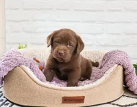 AKC Skye, a female Labrador Retriever for sale in Syracuse, IN – 1 of 7