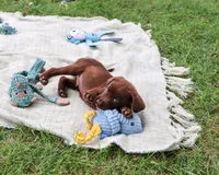 AKC Heath, a male Labrador Retriever for sale in Syracuse, IN – 4 of 9