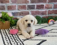 AKC Whitney, a female Labrador Retriever for sale in Syracuse, IN – 3 of 8