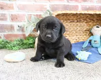 AKC Simon , a male Labrador Retriever for sale in Syracuse, IN – 3 of 4