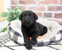 AKC Hulk, a male Labrador Retriever for sale in Syracuse, IN – 3 of 8