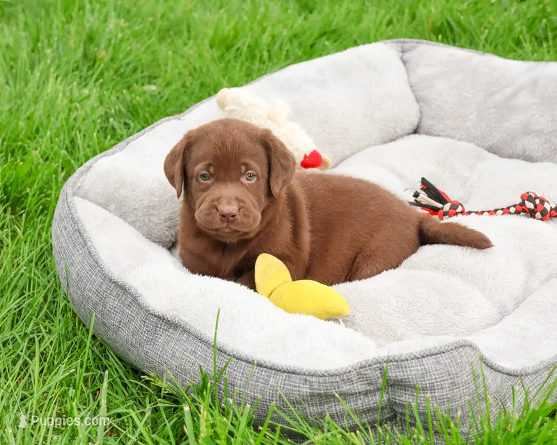 AKC Ezra  – Labrador Retriever puppy for sale in Syracuse, IN