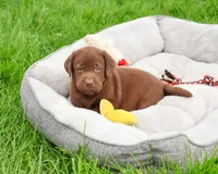 AKC Ezra , a male Labrador Retriever for sale in Syracuse, IN – 1 of 8