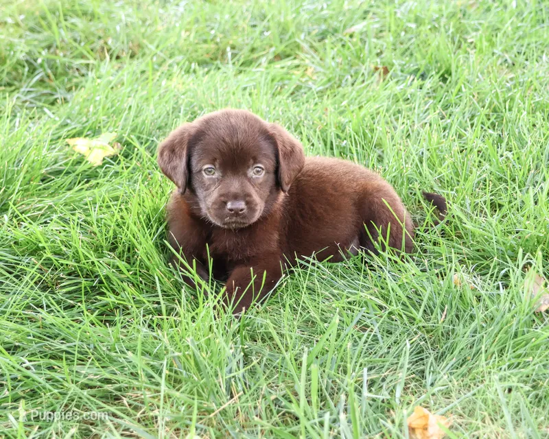 AKC Marie – Labrador Retriever puppy for sale in Syracuse, IN