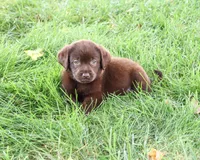 AKC Marie, a female Labrador Retriever for sale in Syracuse, IN – 1 of 5