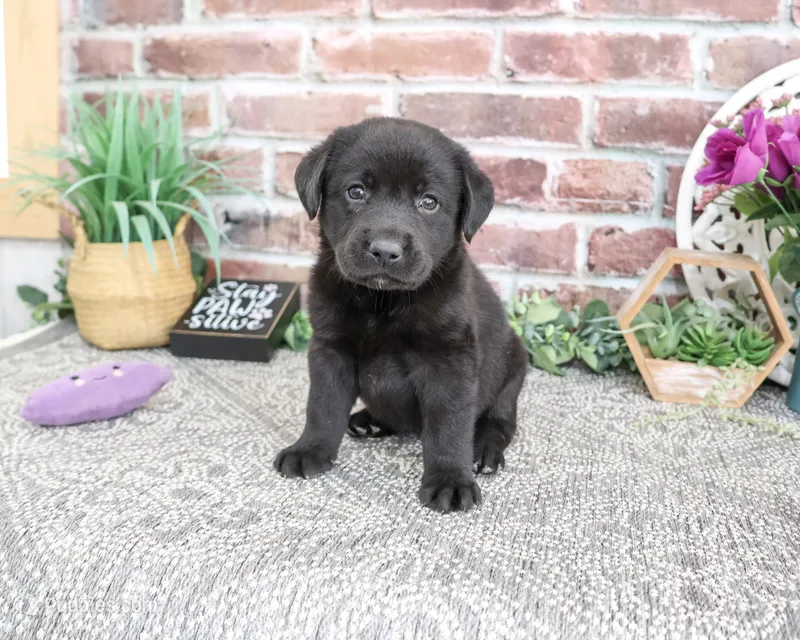 AKC Emilee – Labrador Retriever puppy for sale in Syracuse, IN