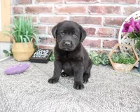 AKC Emilee, a female Labrador Retriever for sale in Syracuse, IN – 1 of 6