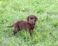 AKC Marie, a female Labrador Retriever for sale in Syracuse, IN – 4 of 5