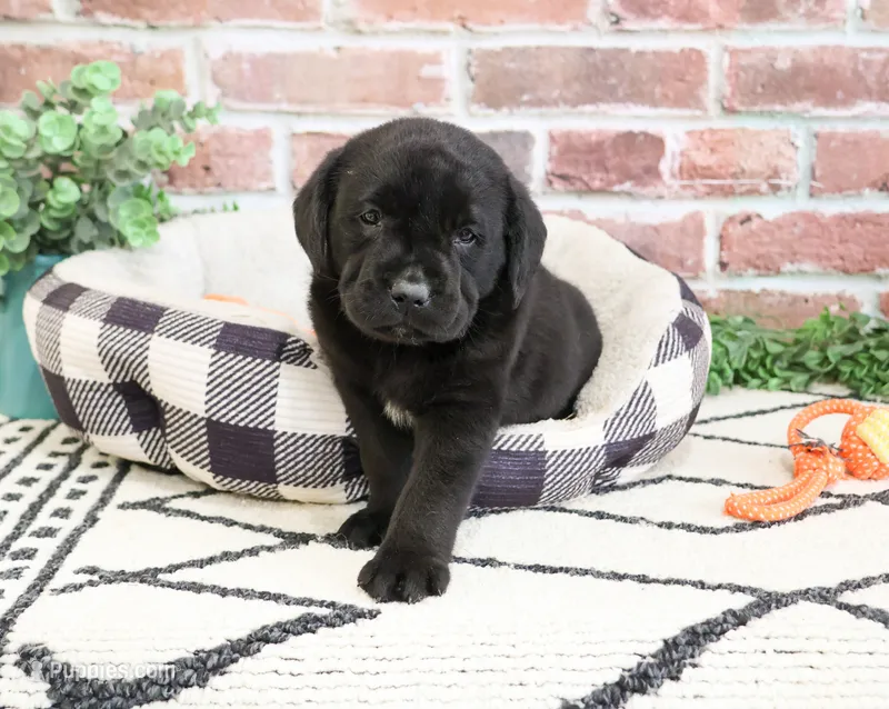 AKC Magneto  – Labrador Retriever puppy for sale in Syracuse, IN