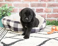 AKC Magneto , a male Labrador Retriever for sale in Syracuse, IN – 1 of 7