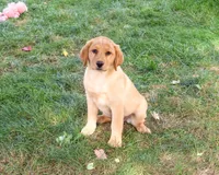 AKC Cristina, a female Labrador Retriever for sale in Syracuse, IN – 2 of 6
