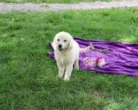 AKC Tallulah, a female English Cream Golden Retriever for sale in Syracuse, IN – 4 of 10