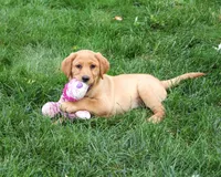 AKC Cristina, a female Labrador Retriever for sale in Syracuse, IN – 3 of 6