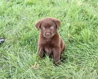 AKC Mabel, a female Labrador Retriever for sale in Syracuse, IN – 3 of 5