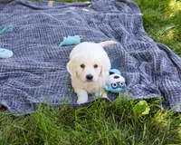 AKC Oak, a male English Cream Golden Retriever for sale in Syracuse, IN – 7 of 7
