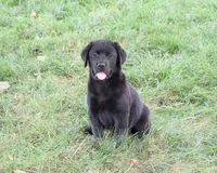AKC Brooke, a female Labrador Retriever for sale in Syracuse, IN – 4 of 10