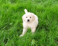 AKC Cecily, a female English Cream Golden Retriever for sale in Syracuse, IN – 5 of 8