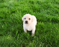 AKC Phineas, a male Labrador Retriever for sale in Syracuse, IN – 4 of 7