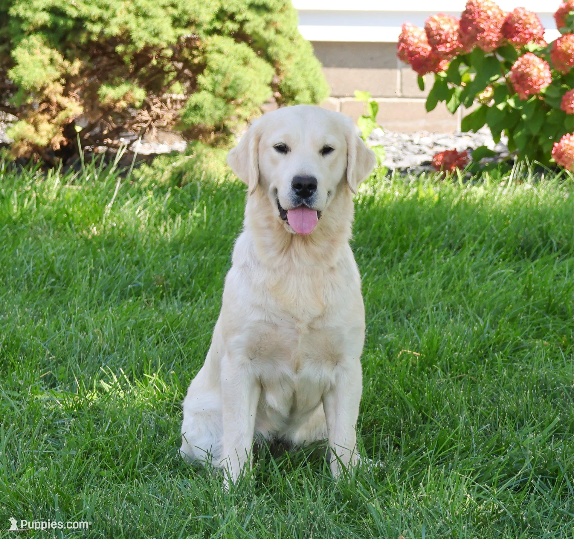 AKC Arizona , a female Golden Retriever for sale in Syracuse, IN – Photo 7 of 8