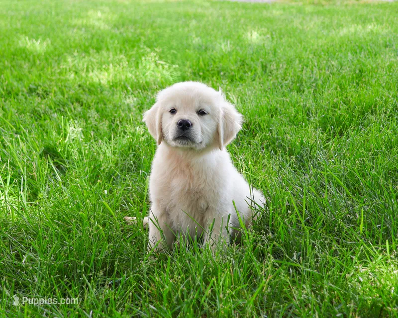 AKC Arizona  – Golden Retriever puppy for sale in Syracuse, IN