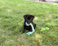 AKC Shawn, a male Labrador Retriever for sale in Syracuse, IN – 2 of 5