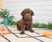 AKC Pumbaa, a male Labrador Retriever for sale in Syracuse, IN – 3 of 7