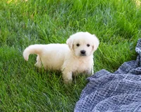 AKC Sycamore, a male English Cream Golden Retriever for sale in Syracuse, IN – 4 of 5