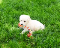 AKC Wesley , a male English Cream Golden Retriever for sale in Syracuse, IN – 5 of 7