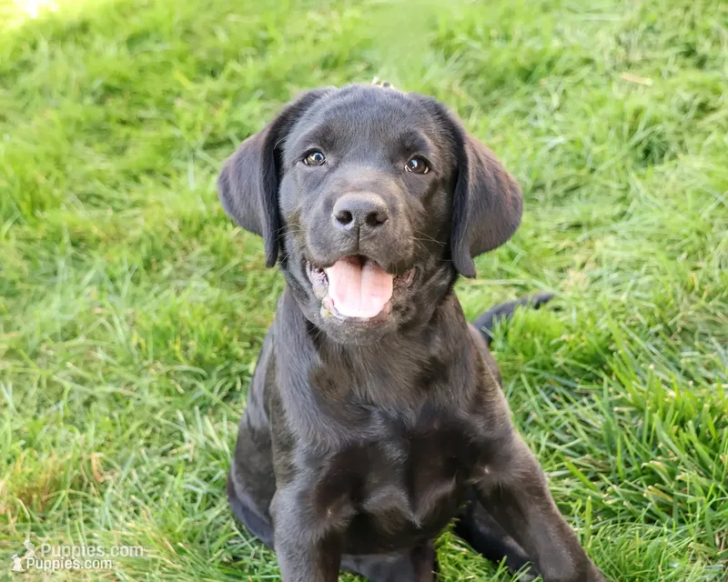 AKC Eloise – Labrador Retriever puppy for sale in Syracuse, IN